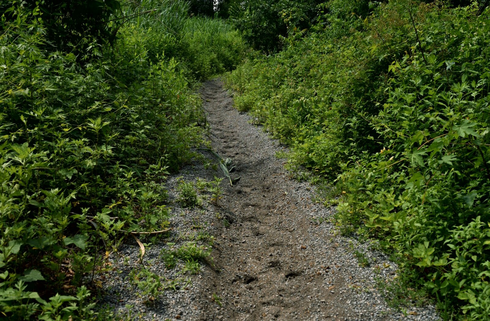 A narrow path winding through a dense green forest